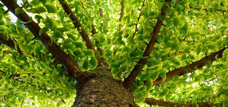Why ginkgo can remain resilient for centuries