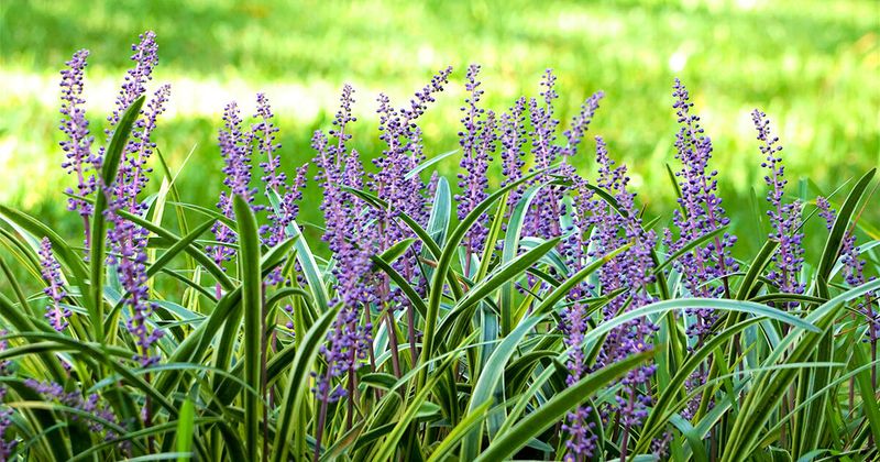 Liriope (Monkey Grass)