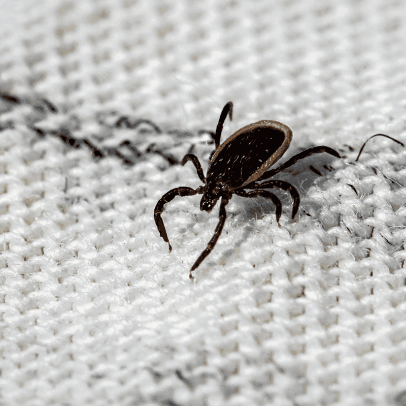 Tick precautions still matter across North Carolina