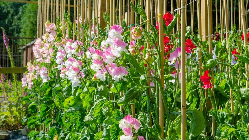 Sweet Peas