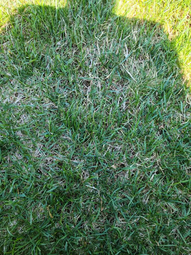 A thin lawn may need time, not more seed