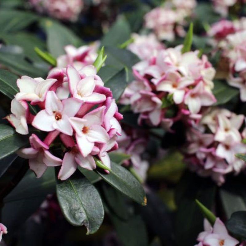 Daphne (Daphne odora)