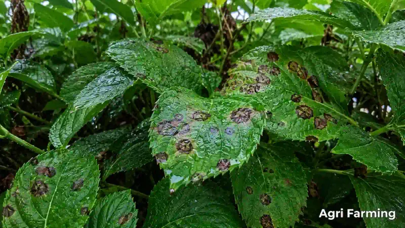 Water Splashing on Flowers