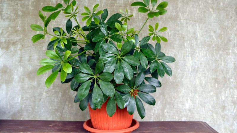 Schefflera