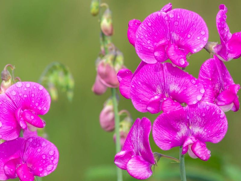 Everlasting Pea (Lathyrus latifolius)