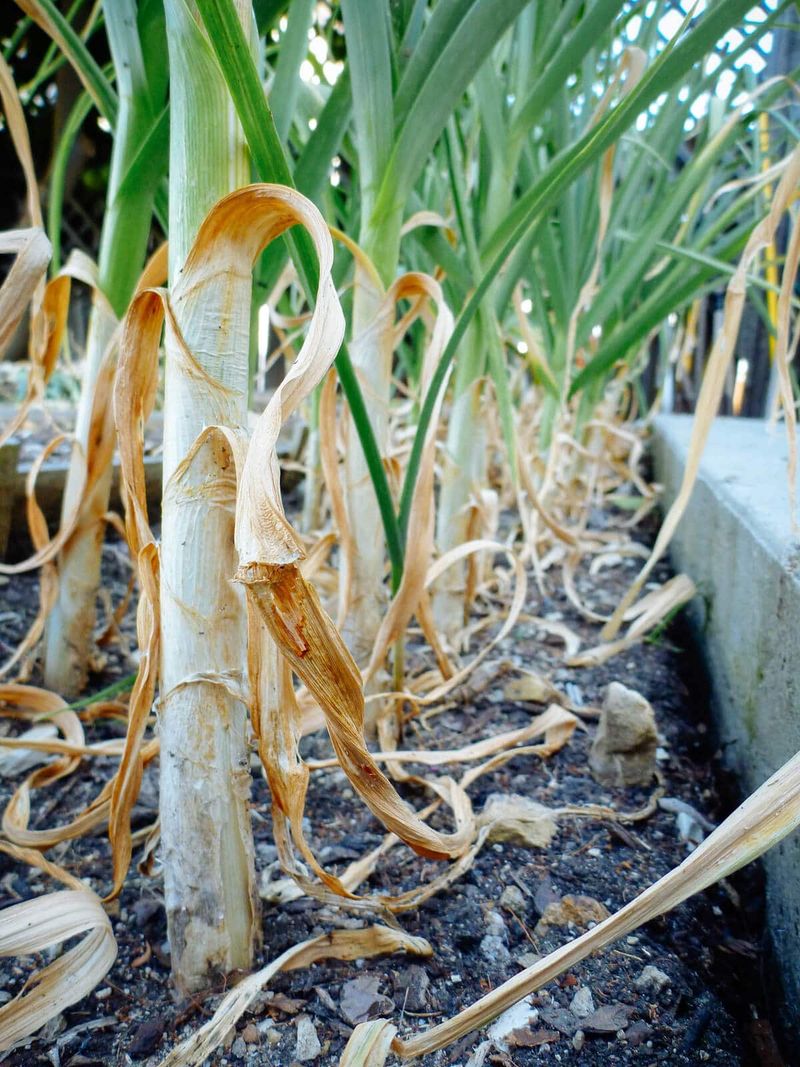 Leaf color signals when bulbs are ready to harvest