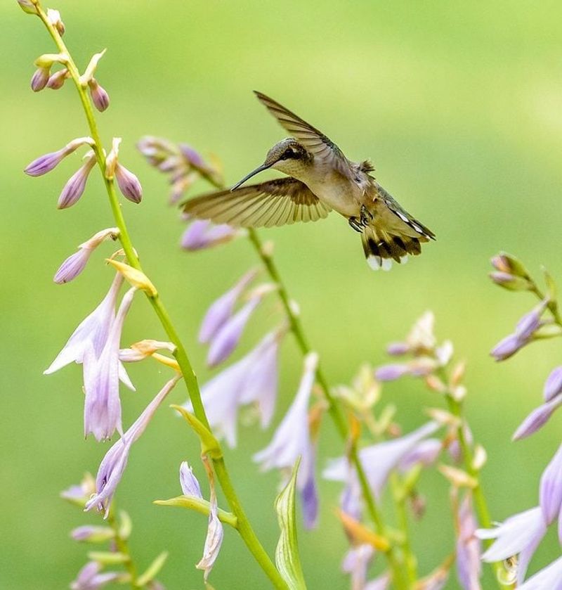 Hosta