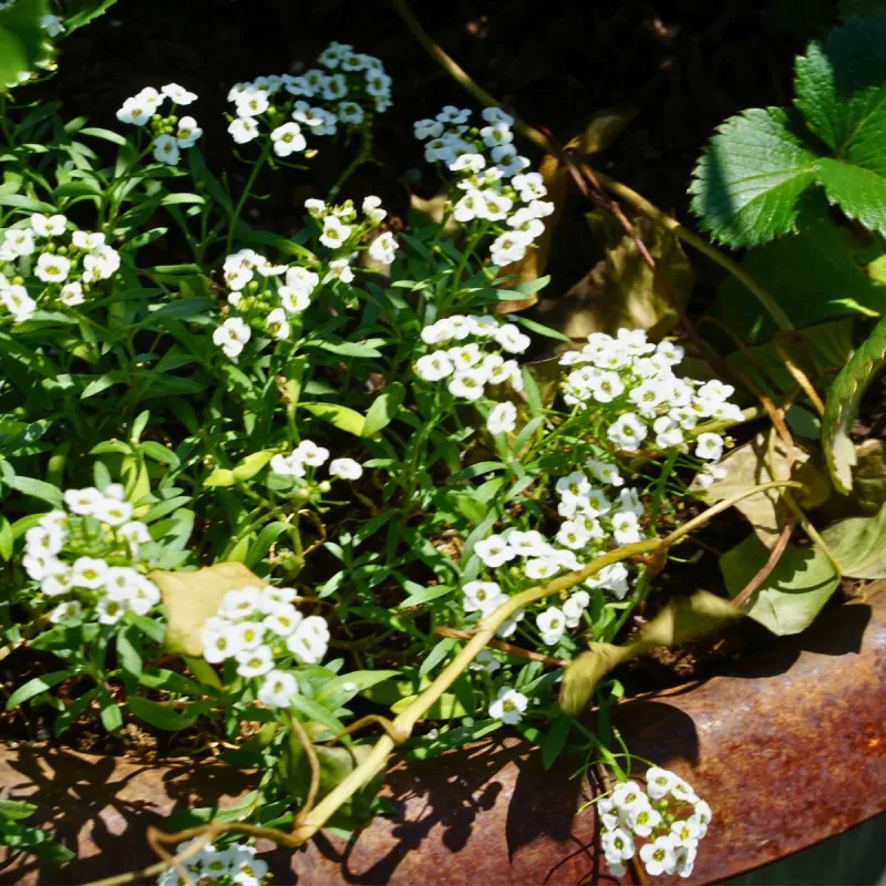 Sweet Alyssum