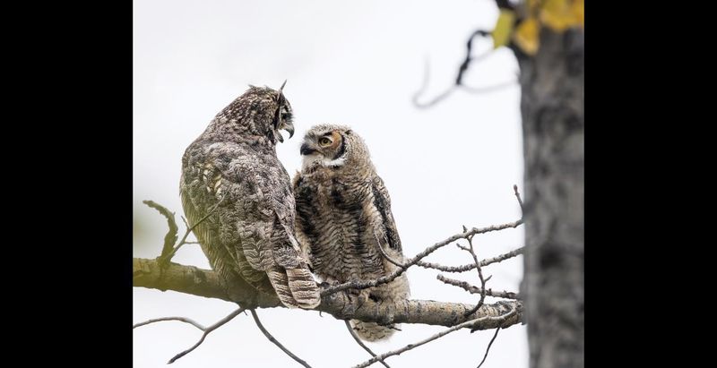 A hoot can do more than court