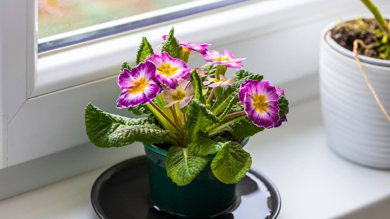 Primrose