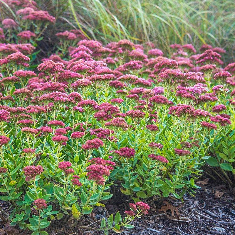 Sedum 'Autumn Joy'