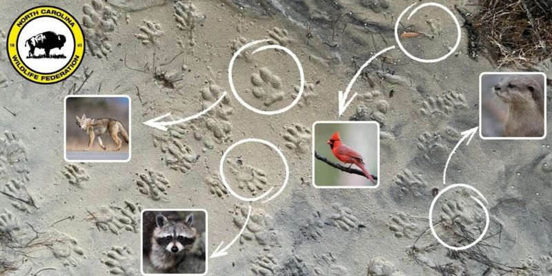 Read the whole trackway before naming the visitor
