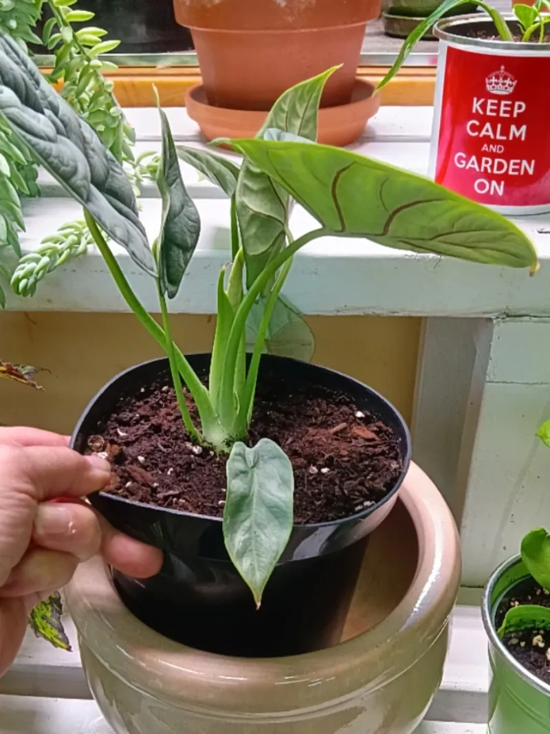 Using a Pot Without Drainage Holes