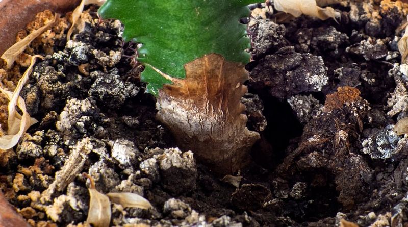 Watch for disease warning signs, not just dropped pieces
