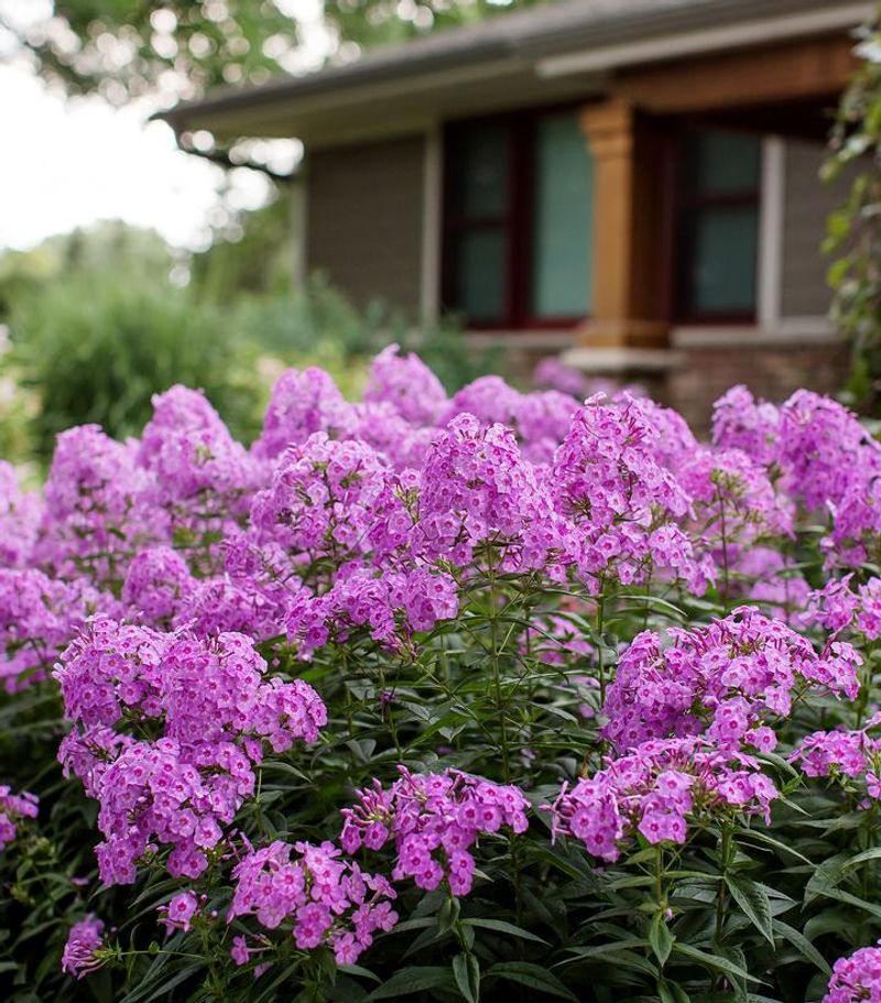 Perennial Garden Phlox (Phlox paniculata)