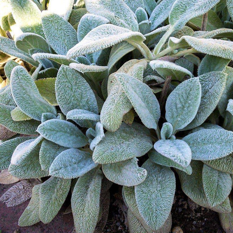 Lamb's Ear (Stachys byzantina)