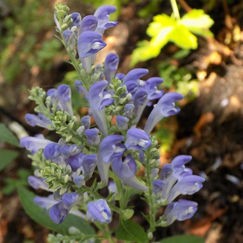 Downy Skullcap