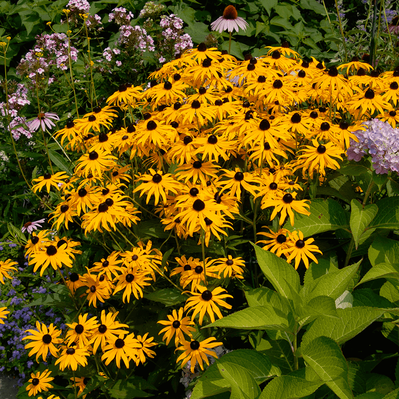 Black-Eyed Susan (Rudbeckia)