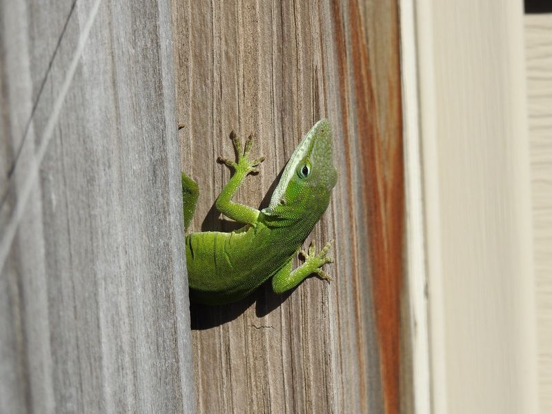 The lizard on the pot is probably a green anole