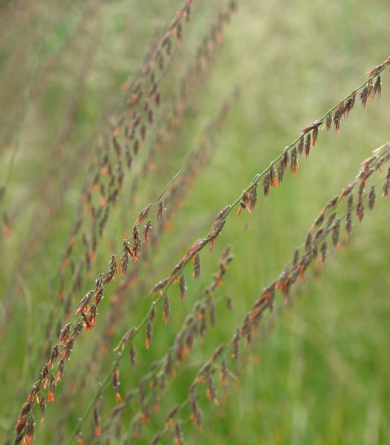 Side-Oats Grama