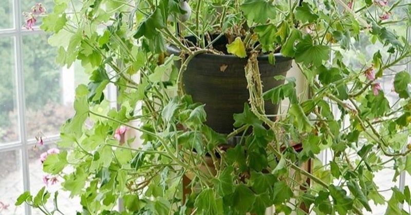 Not Pruning Leggy Growth