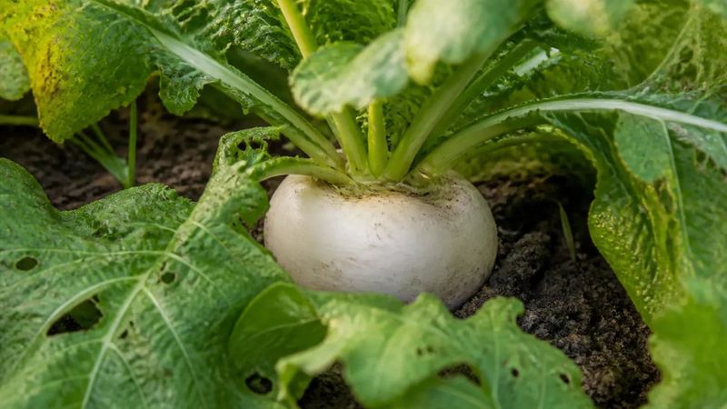Turnips