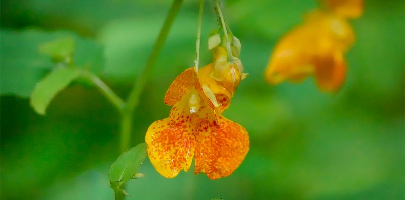 Orange Jewelweed (Impatiens capensis)