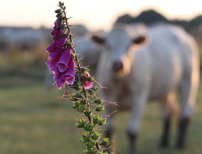 Keep foxglove away from curious mouths