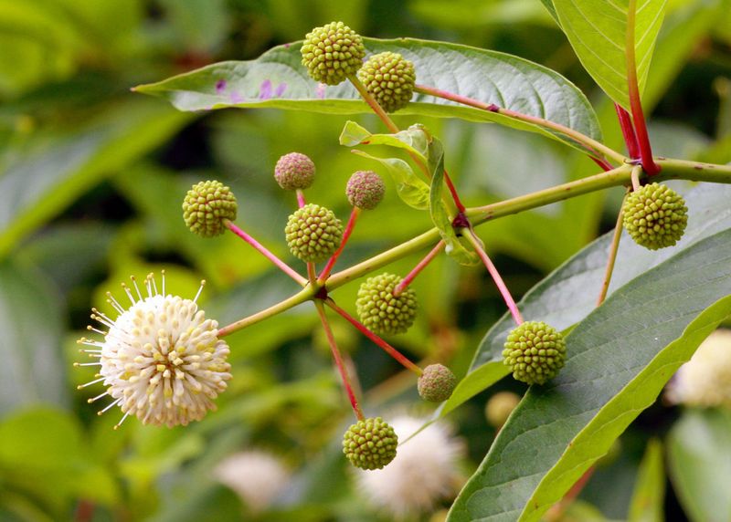 Buttonbush (Cephalanthus occidentalis)