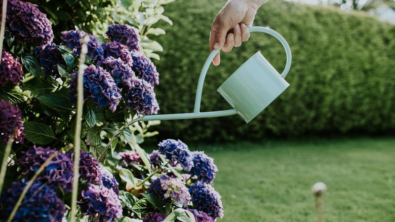 Keep Watering Until the Ground Freezes