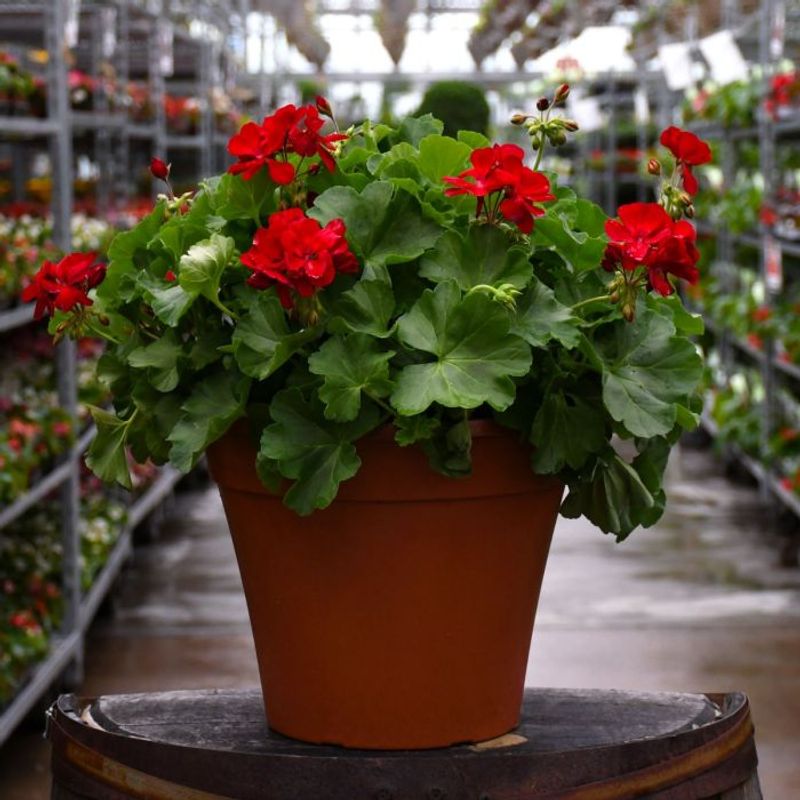 Geranium
