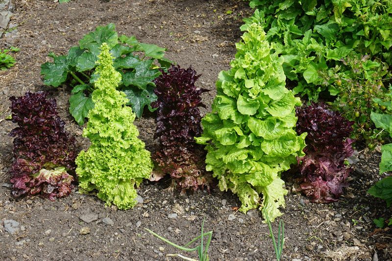 Repeated Warm Afternoons Can Accelerate Flowering