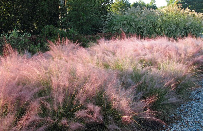 What pink muhly genuinely adds to a North Carolina yard