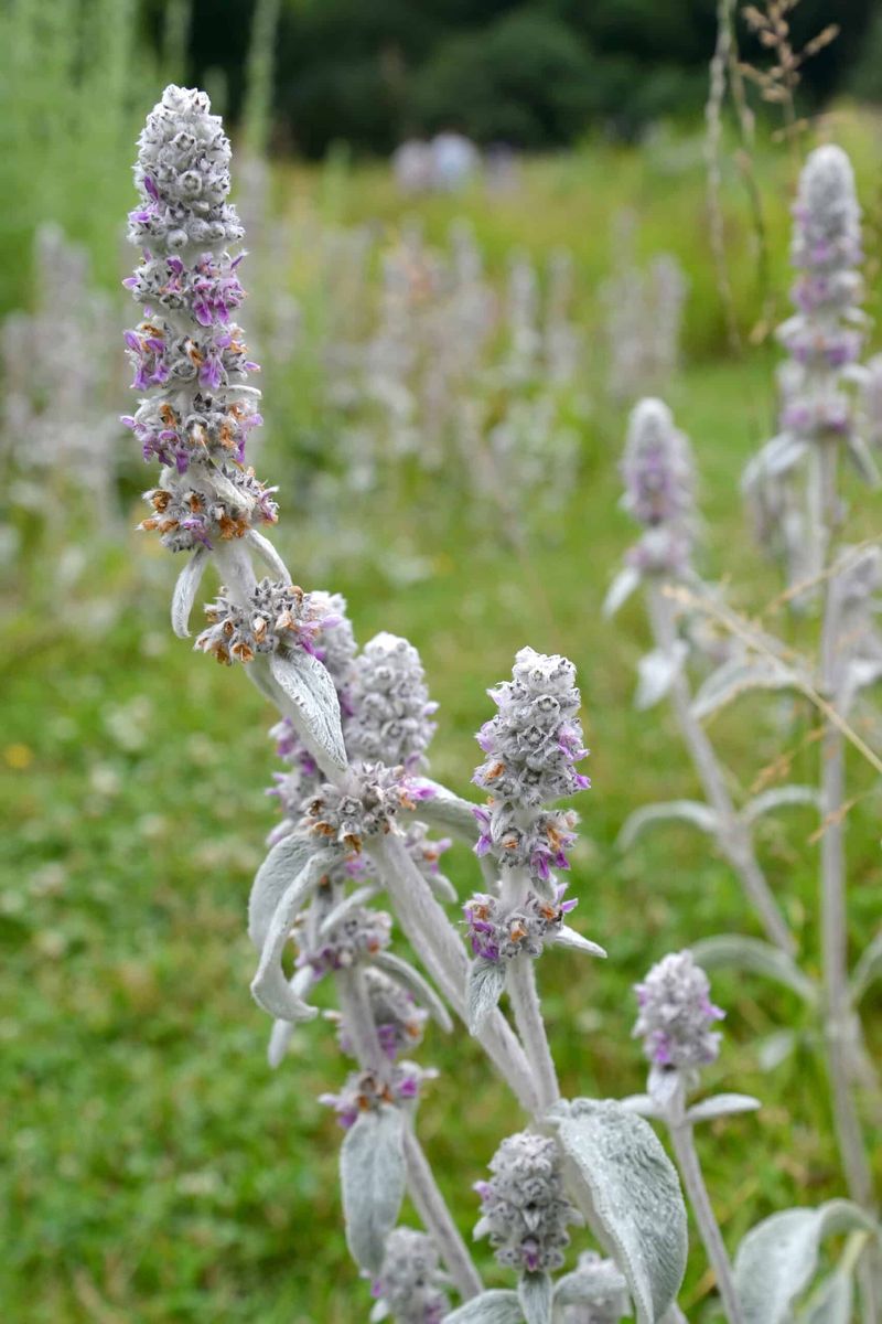 Why Lamb’s Ear Has a Medicinal Reputation—and What That Means