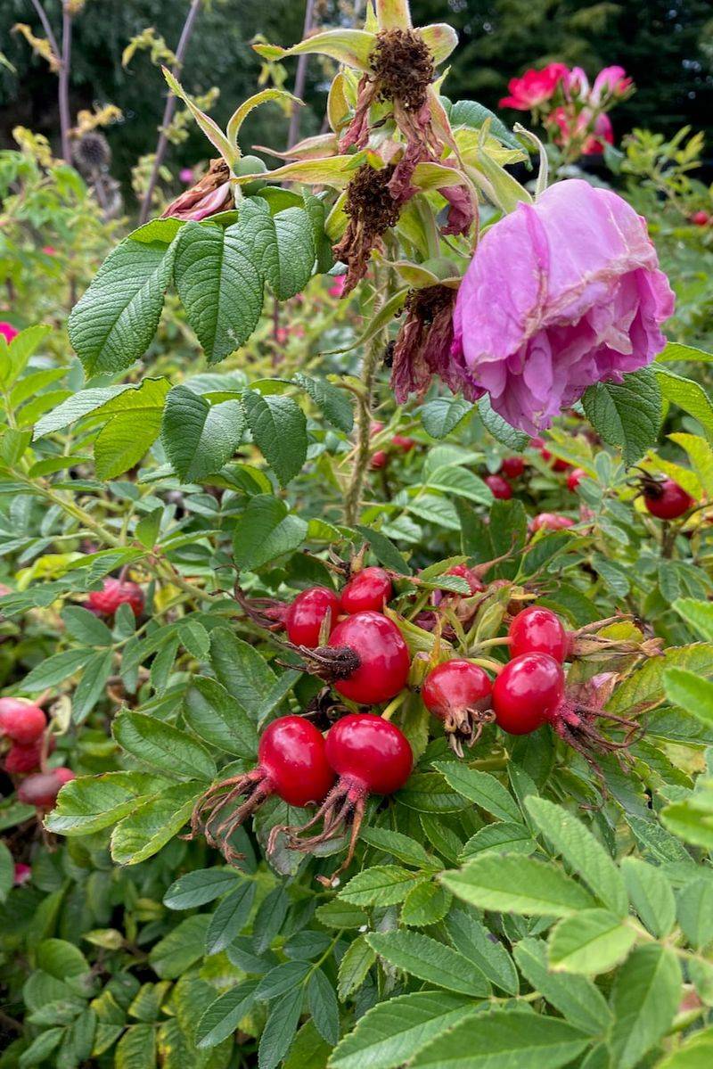 Prune Lightly and Let Rose Hips Form