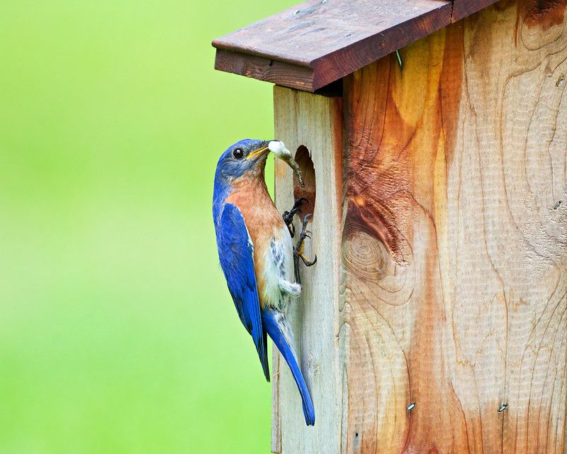 Eastern Bluebird