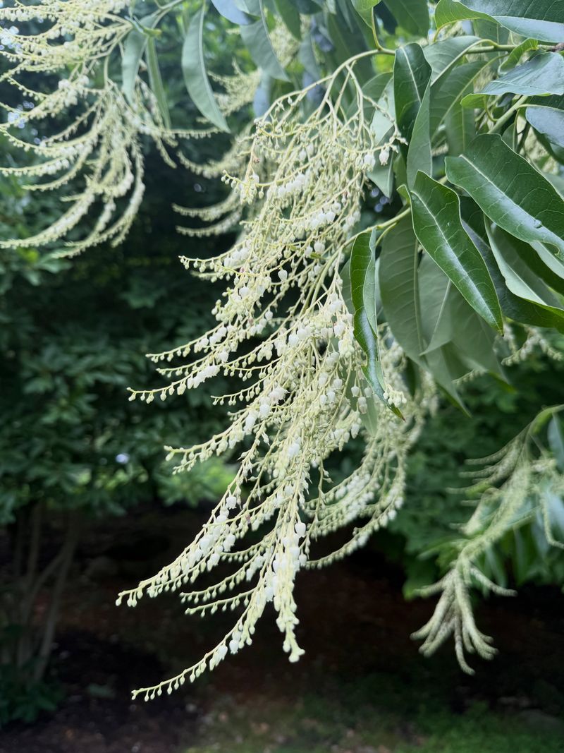 Meet North Carolina’s overlooked sourwood tree