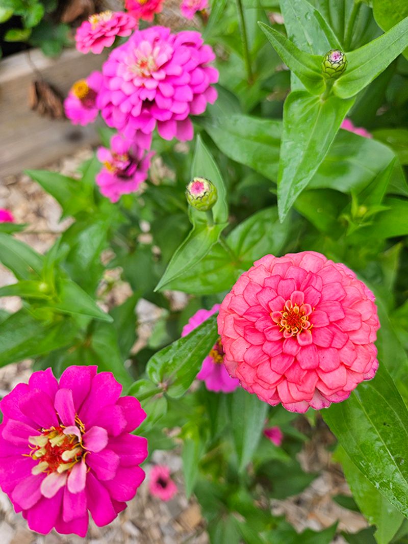 Leave a few healthy blooms to mature