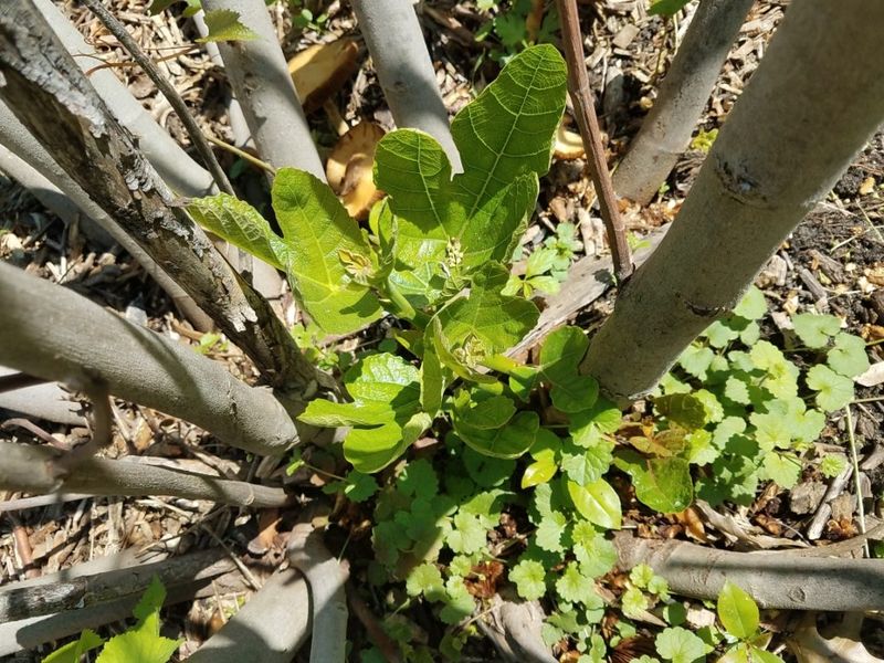 Routine fall pruning is not the recommended schedule