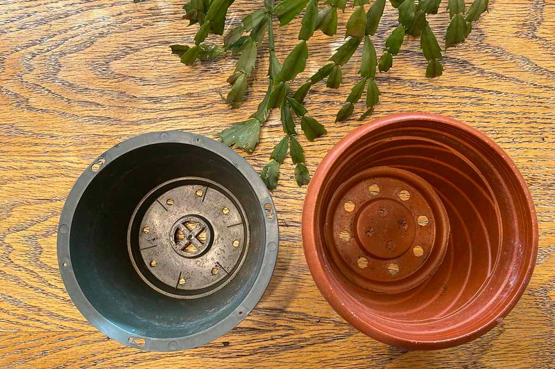 Ensure Adequate Drainage in the Pot