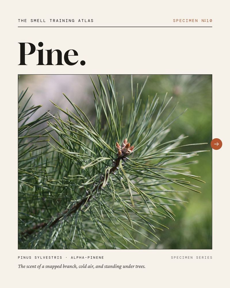 Pines put monoterpenes at the center of the scent