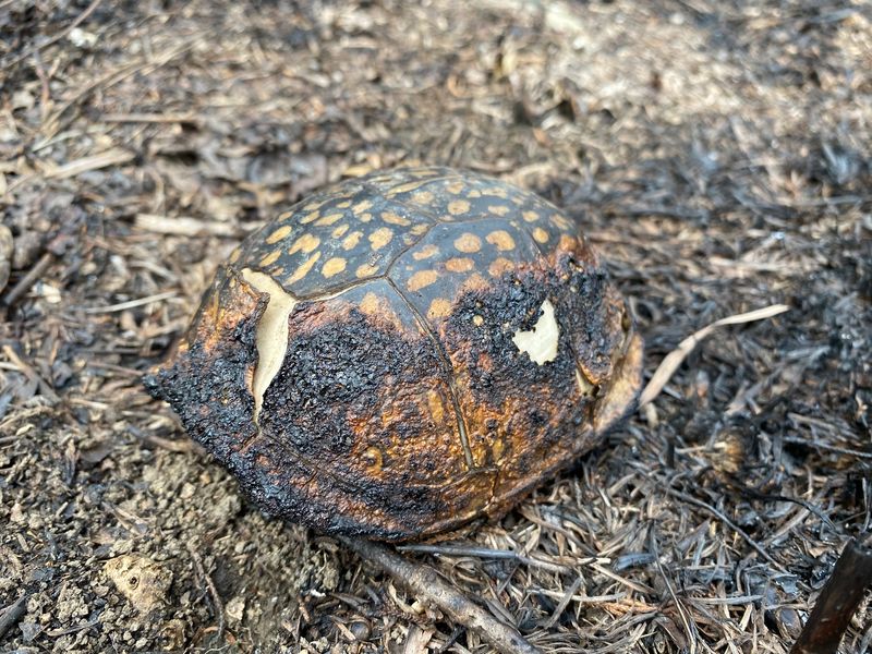 A fall digging site is not automatically a nest