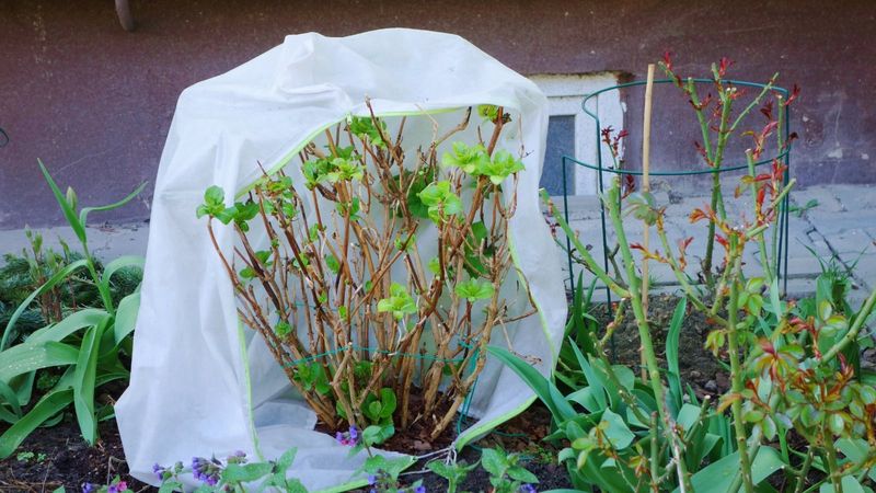 Winter Blanket for Hydrangeas and Roses
