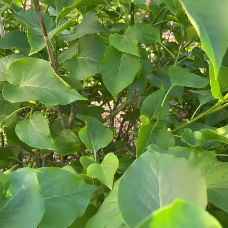 A lilac without flowers may have another problem