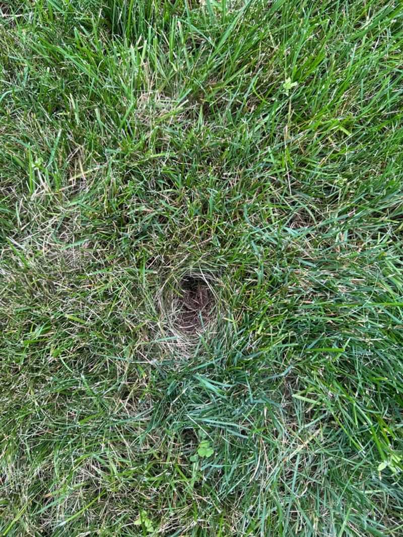 Minor digging usually calls for repair, not panic
