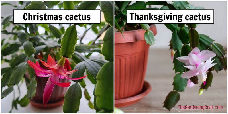 Identify the plant before you judge its timing