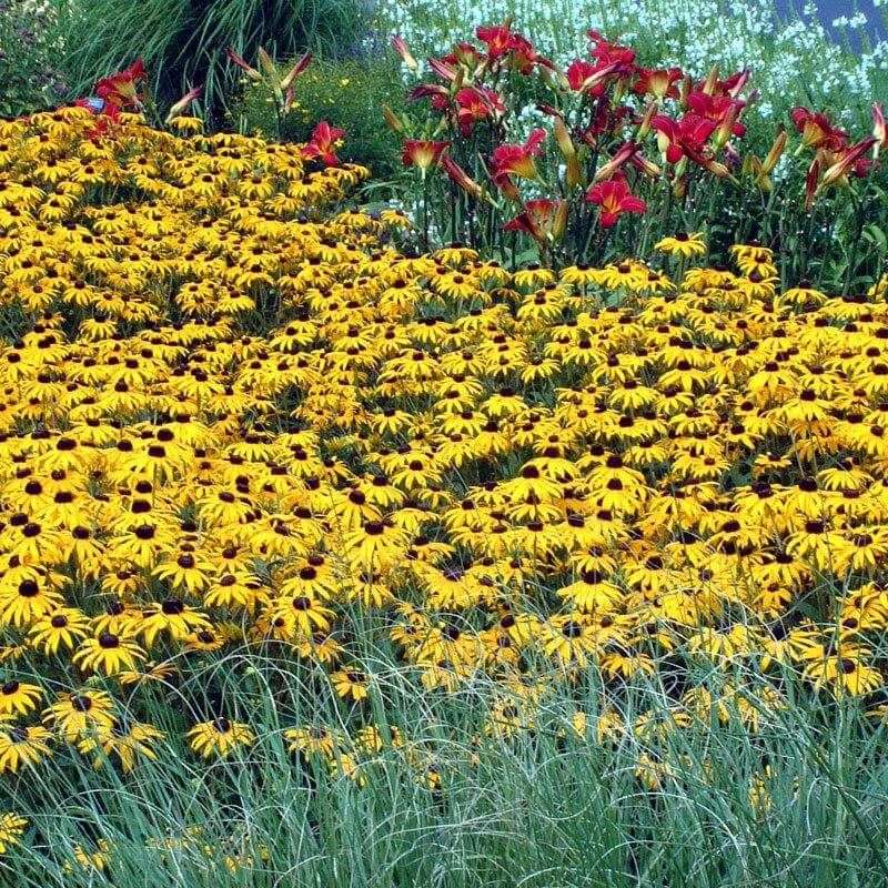 Black-Eyed Susan (Rudbeckia)