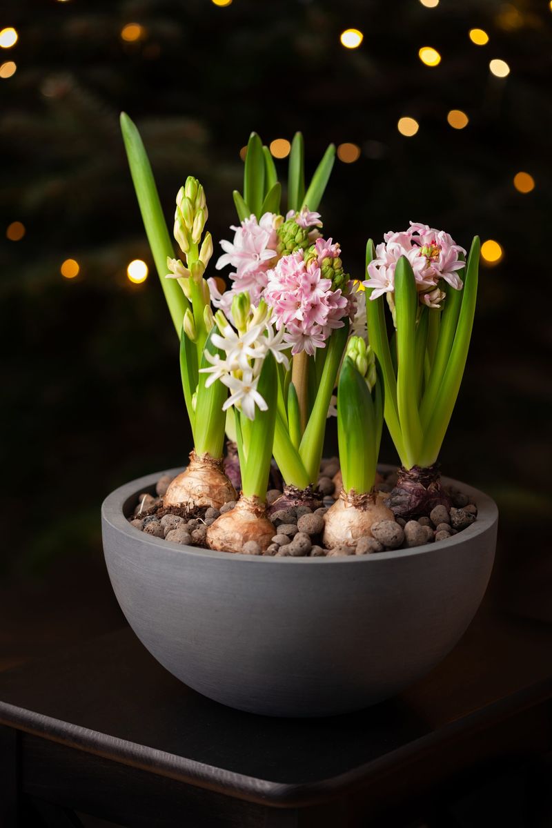 Hyacinths
