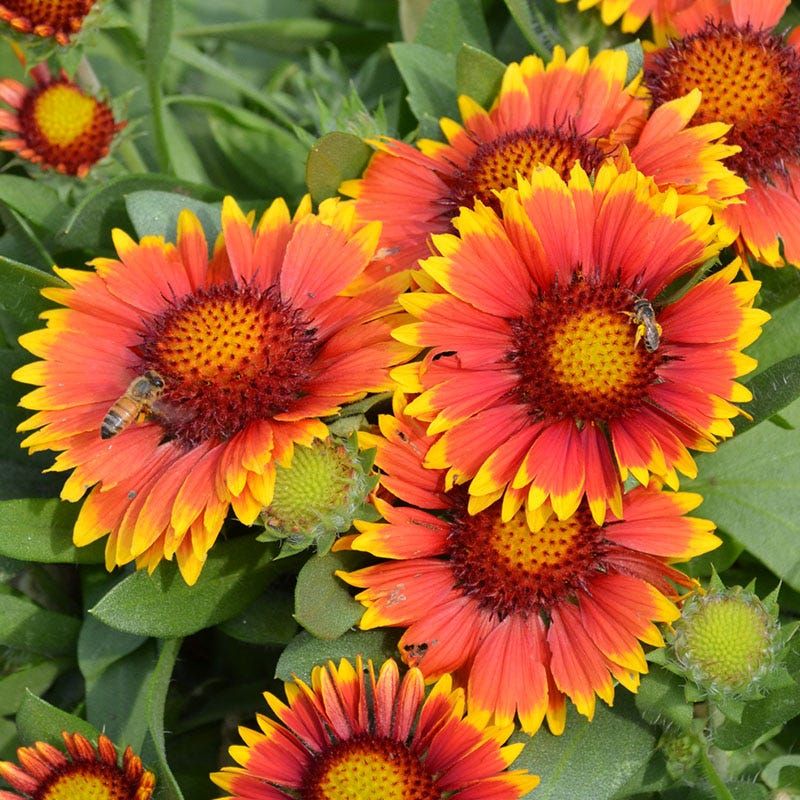 Gaillardia (Blanket Flower)
