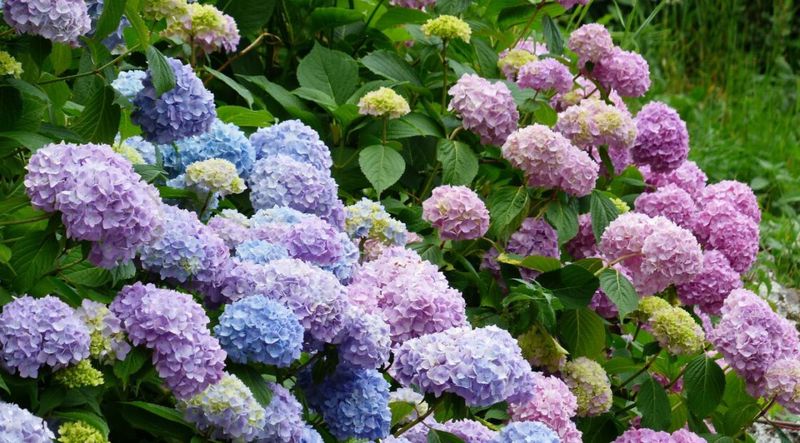 Adjust Soil pH for Optimal Health